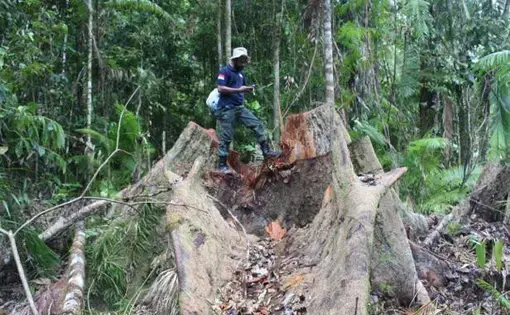 An investigator with the Environment and Forestry Ministry's law enforcement division stands on a cut-down tree at a forest in Sabuai village, Eastern Seram regency, Maluku.