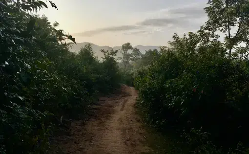 A path in a green forest
