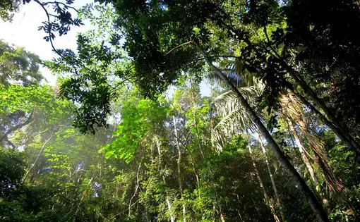 A worm's eye view of a verdant forest.