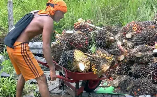 Local worker collects the palm oil harvest left by PT Bina Lestari Khatulistiwa Sejahtera (BLKS) in Kalibandung Village
