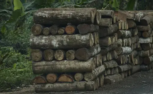 Five tall stacks of balsa wood in the forest.