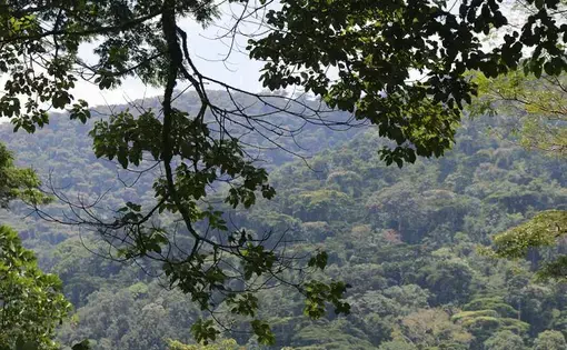 A view through tree branches of a vast stretch of the Bwindi Impenetrable Forest in Uganda.