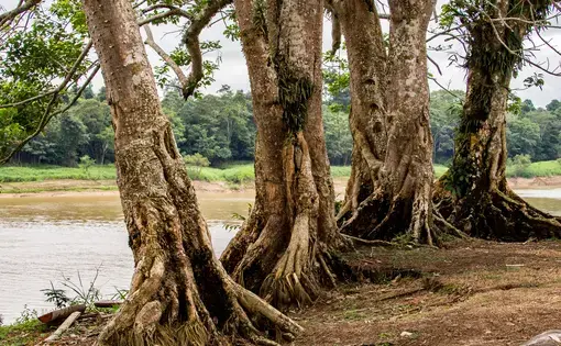 Large trees with gnarled roots lining the banks of the Javari river.