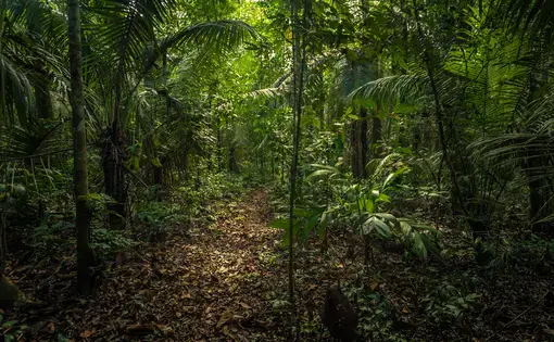 Dense vegetation in the Amazon rainforest in Peru. The ground is covered in leaves.