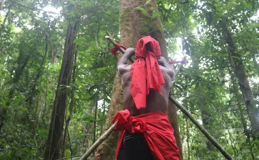 Local performs a traditional ritual of Sasi Pohon in the Sabuai State Forest.