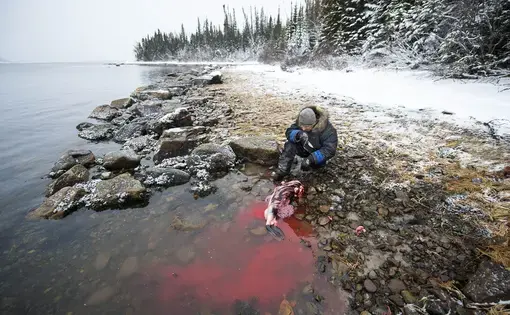 A man holding a knife and dressed in a coat, gloves, and a beanie kneels by the rocky shore. In front of him, a seal he is skinning is turning the water red with blood. Behind him are snow-covered trees.