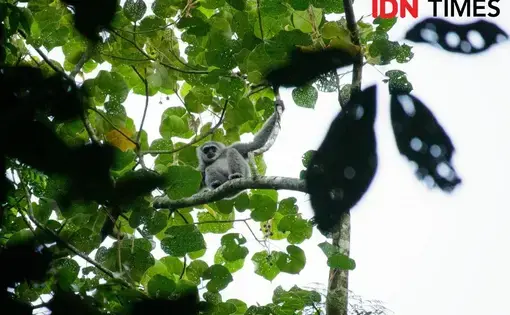 A Javan gibbon monkey hangs on a branch up a tree, and looks downward at the camera.