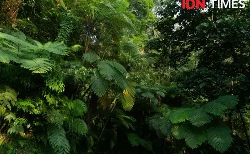 A tropical forest in Indonesia covered in luscious green fauna.
