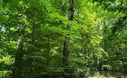 Green trees in a forest
