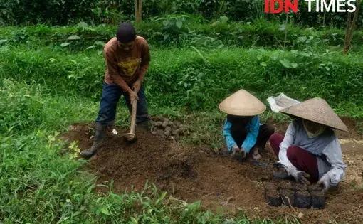 Three local farmers plant coffee seeds to build a coffee nursery.
