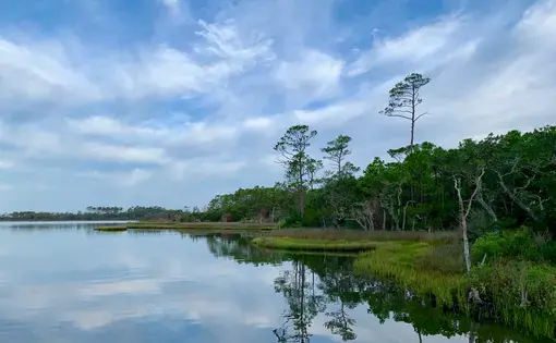 Pine trees reflected in the quiet morning light in a coastal marsh.