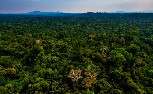Aerial photograph of the Amazon rainforest