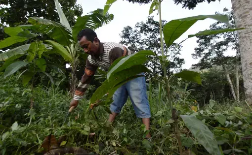 A forty-year-old farmer bends downward as he works to clear wild weed in a park.
