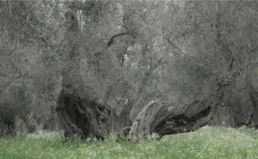 Agostino Project Image.png A 1000-year-old olive tree infected by Xylella fastidiosa.