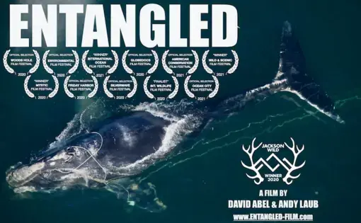 Promotional image from 'Entangled' with a whale swimming in the ocean. 'Entangled' and logos from awards are printed in white.