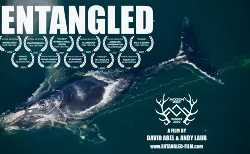Entangled film by David Abel and Andy Laub