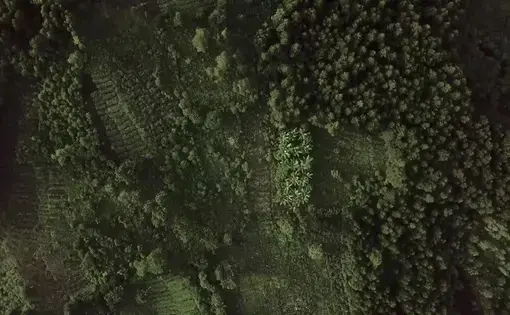 Aerial view of a forest
