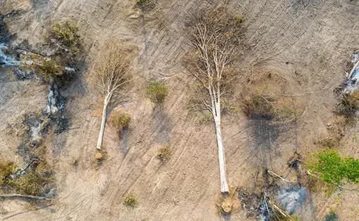 Aerial view of cut trees