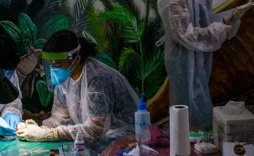 Two people in PPE stand around a table and collect samples from pied tamarin monkey. Another person in PPE stands in the background.