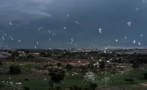 Revoada de pássaros sobre uma cidade.