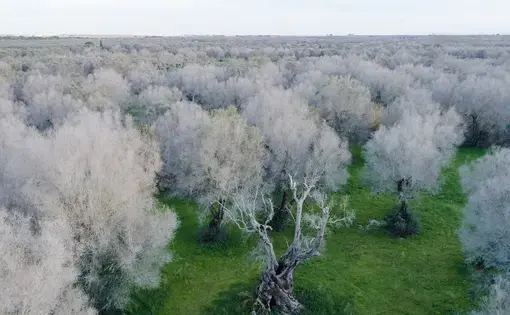 A field of dead olive trees, all many hundreds of years old, in Scorrano, Italy. By Stefano Petroni
