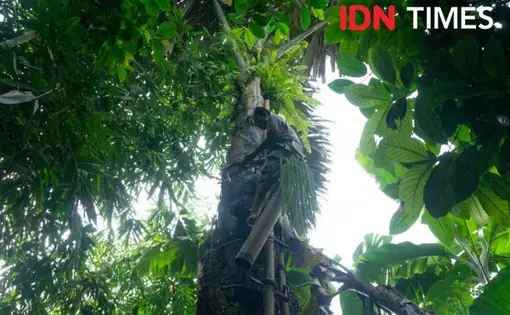 Farmer in the tropical rainforest of Petungkriyono, Pekalongan climbing a tree.