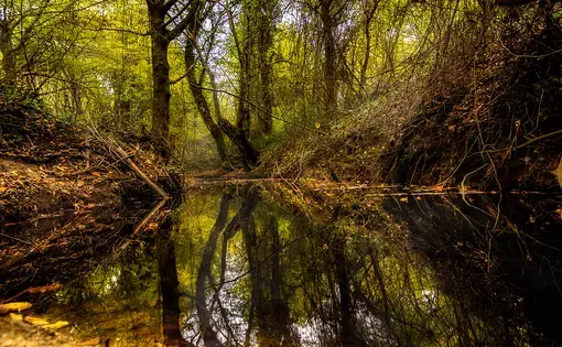 Longoz forests. By Shutterstock/ muART