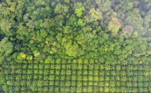Aerial view of the green trees of a palm oil plantation at a verdant rainforest's edge.