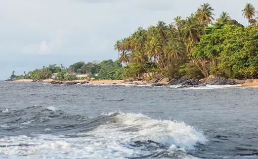 A sandy beach and palm trees by the sea.