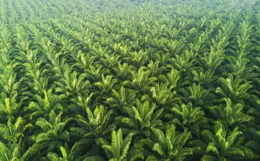 Aerial view of the green trees of a palm plantation.