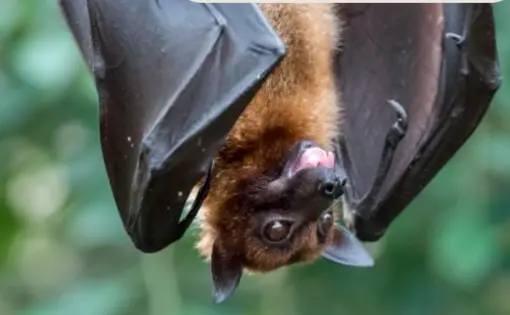 A bat hanging upside down.