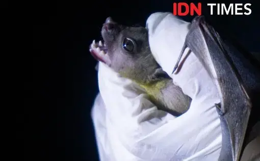 Kelelawar yang ditangkap di hutan hujan tropis Petungkriyono, Pekalongan, Jawa Tengah. IDN Times/Dhana Kencana