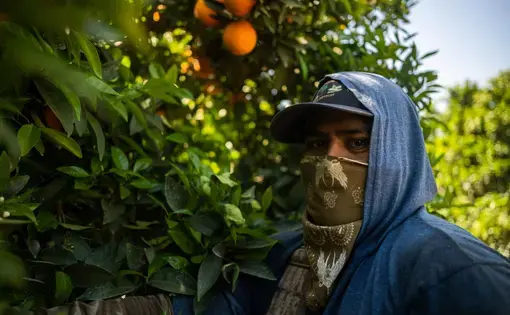 Chest-up portrait of a man standing next to an orange tree. He's wearing a dark blue cap under a blue hoodie with a brown bandana covering his nose and mouth.