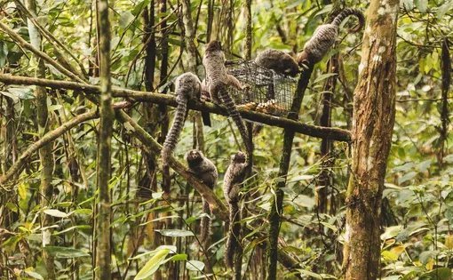 Not all attempts to capture tamarins go smoothly — sometimes marmosets gang up to steal the bait. Image by Luiz Thiago de Jesus. Brazil.