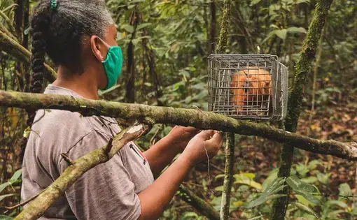 A researcher checks on a golden lion tamarin.