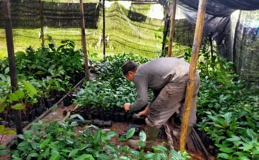 Indonesian farmer bends down to plant crops in a garden.