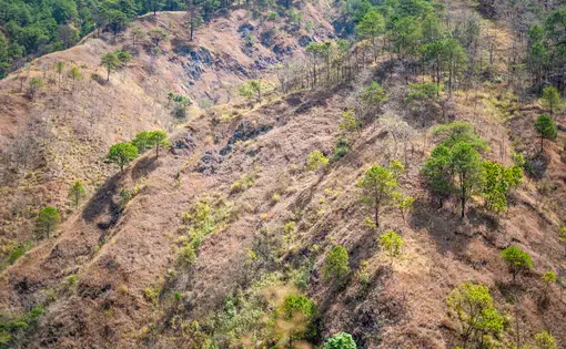 Aerial shot of sparsely forested mountaintop.