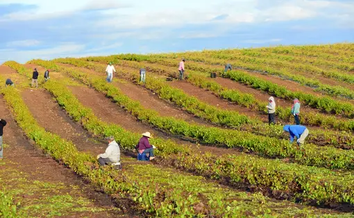 Farm workers begin early in the morning to weed and trim plants in this San Joaquin Valley vineyard.