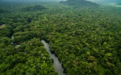 Aerial View of River in Rainforest, Latin America