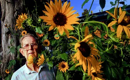 Portrait of an elderly man wearing a blue button-up shirt and aviator eyeglasses standing in front of a tree and surrounded by sunflowers.