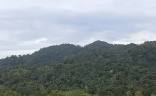 Bukit Tepanggang di kawasan Hutan Adat Guguk di Desa Guguk, Kecamatan Renah Pembarap, Kabupaten Merangin, Jambi. Hutan hujan tropis dengan vegetasi tutupan yang masih bagus ini dibentengi oleh adat. (Liputan6.com/Gresi Plasmanto)