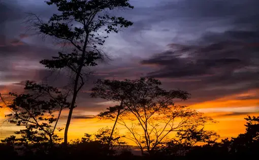 outlines of trees with a purple and orange sky at sunset