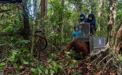PELEPASLIARAN: Orangutan jantan liar dewasa dilepasliarkan di Taman Nasional Gunung Palung. Orangutan ini merupakan hasil penyelamatan bersama empat organisasi berbeda, yaitu Wildlife Rescue Unit (WRU), Balai Konservasi Sumber Daya Alam (BKSDA) Seksi Konservasi Wilayah I Ketapang, Yayasan IAR Indonesia, Yayasan Palung dan Lembaga Pengelola Hutan Desa (LPHD) Penjalaan. Dok KLHK
