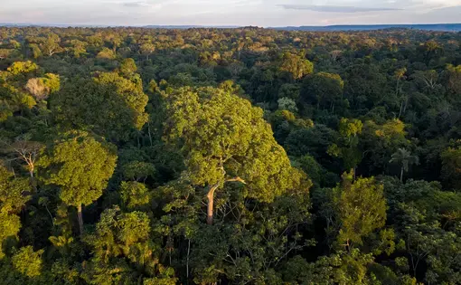 aerial view of the amazon rainforest