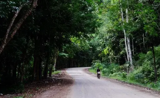 man riding a bike on a dirt road through the forest