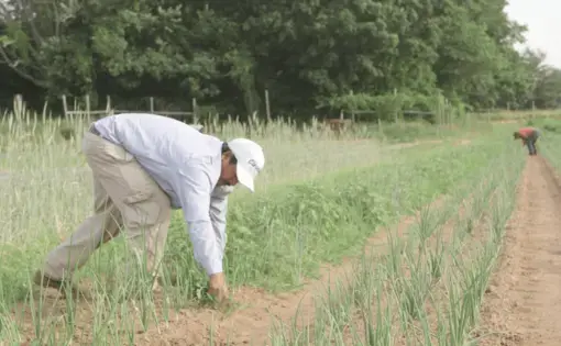Screenshot from the film "Guanajuato Norte," featuring a migrant farm worker pulling a vegetable from the ground.