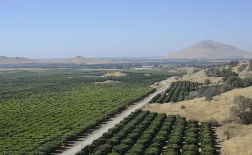 Photo of orange fields in Fresno CA