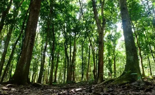Lahan Eks Tambang PT Newmont Minahasa Raya kini telah direklamasi dan telah dijadikan Kebun Raya Megawati Soekarnoputri. Foto diambil Maret 2021.