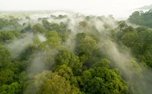INDAH: Kabut memenuhi tutupan tajuk Taman Nasional Gunung Palung di suatu pagi. Foto ini diambil oleh Tim Laman, seorang fotografer asal Amerika Serikat yang mengaku sangat mencintai keindahan alam TNGP. TIM LAMAN FOR PONTIANAK POST