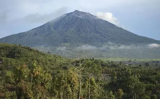 Ilustrasi hutan. (ANTARA FOTO/Wahdi Septiawan)